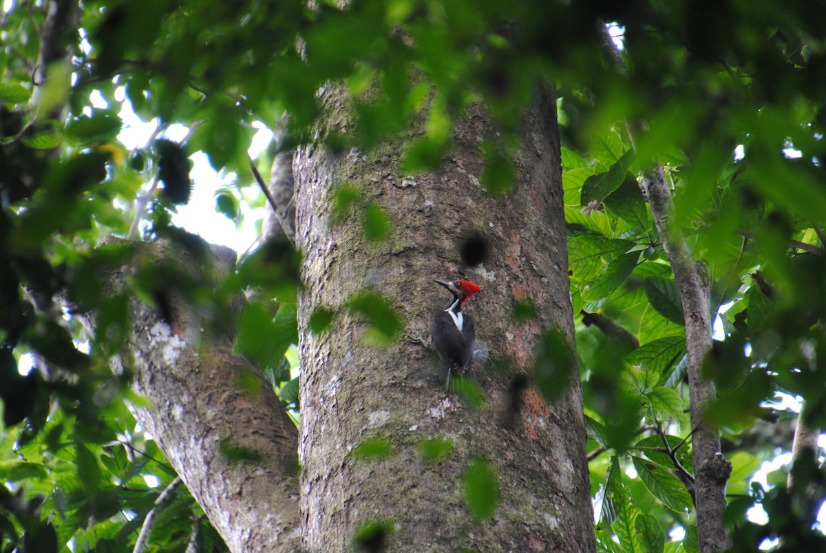 Crimson-crested Woodpecker - ML641538325