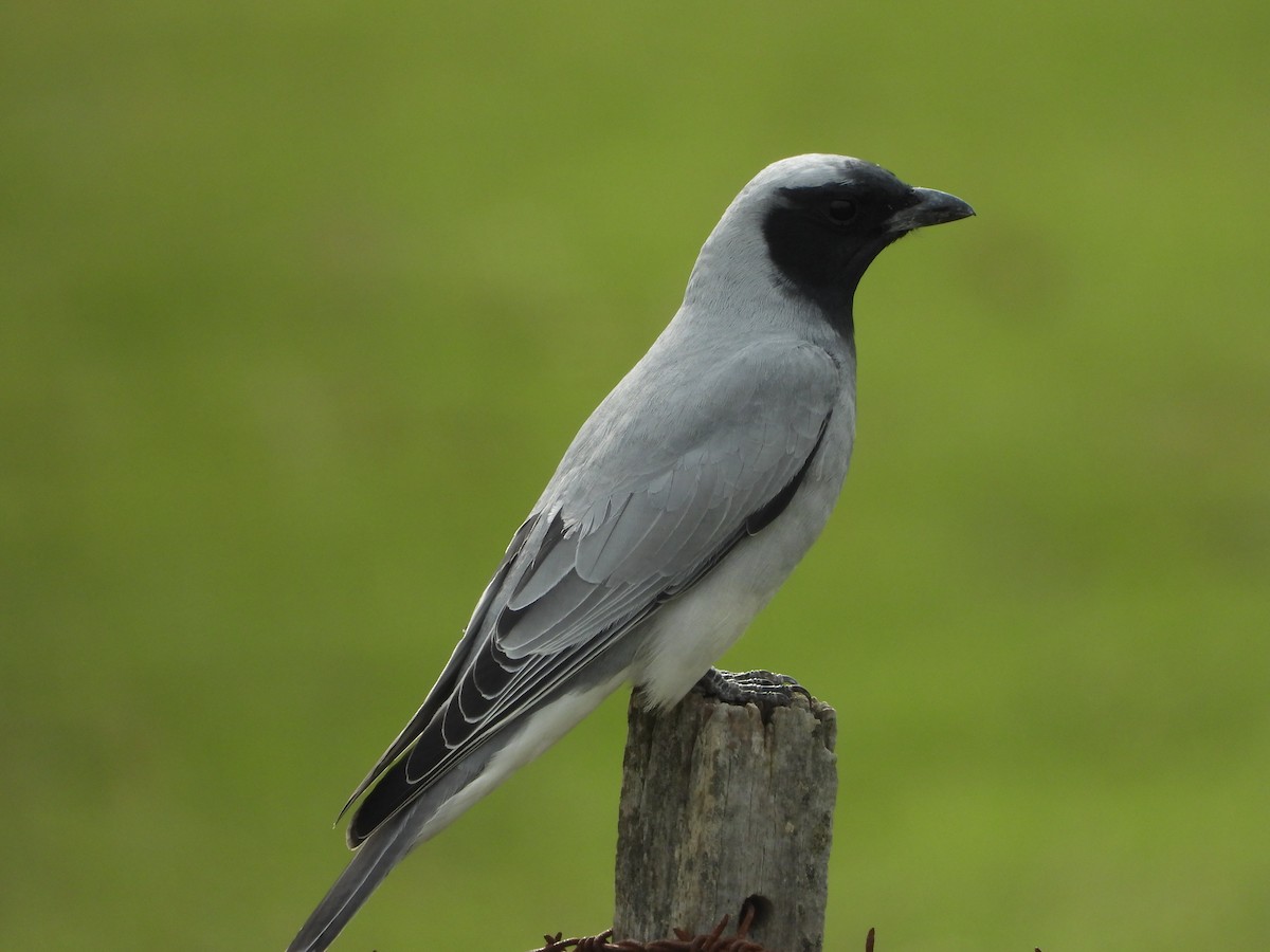 Black-faced Cuckooshrike - ML641538329