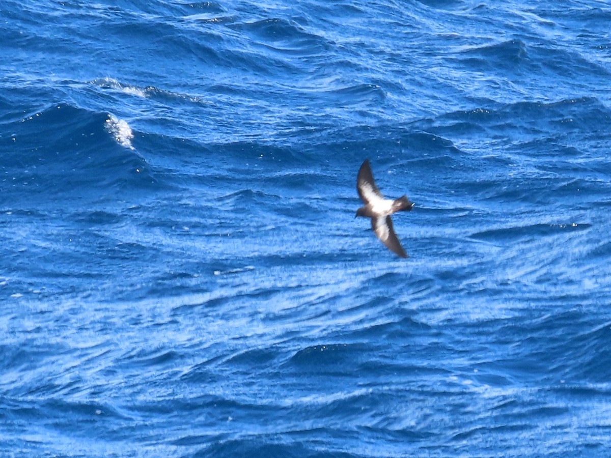 Black-bellied Storm-Petrel - ML641538332
