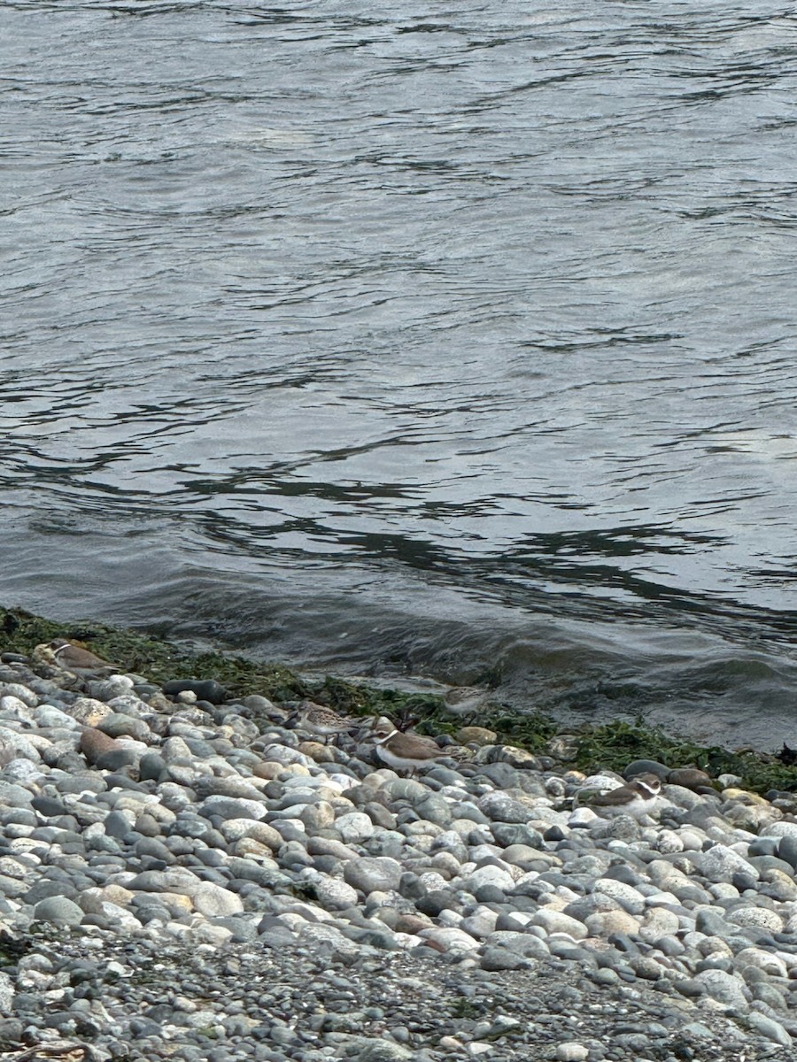 Semipalmated Plover - ML641538351