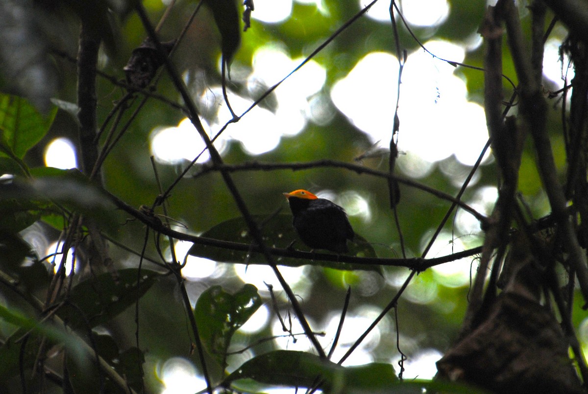 Golden-headed Manakin - ML641538352