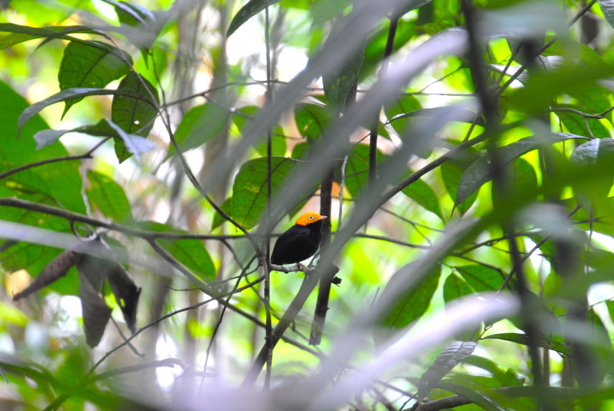Golden-headed Manakin - ML641538353