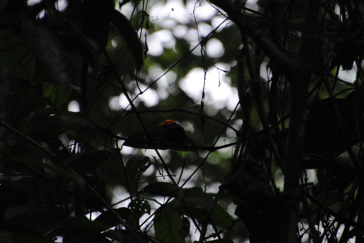 Golden-headed Manakin - ML641538354
