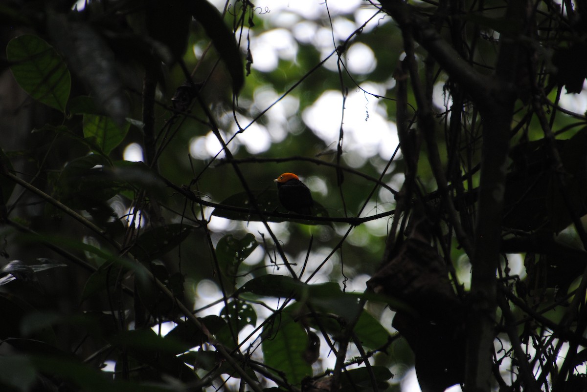 Golden-headed Manakin - ML641538355