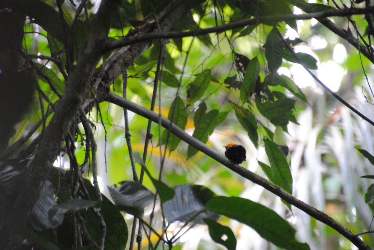 Golden-headed Manakin - ML641538356