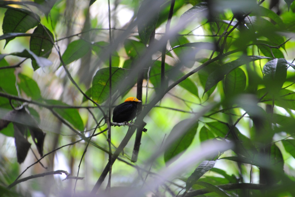 Golden-headed Manakin - ML641538357