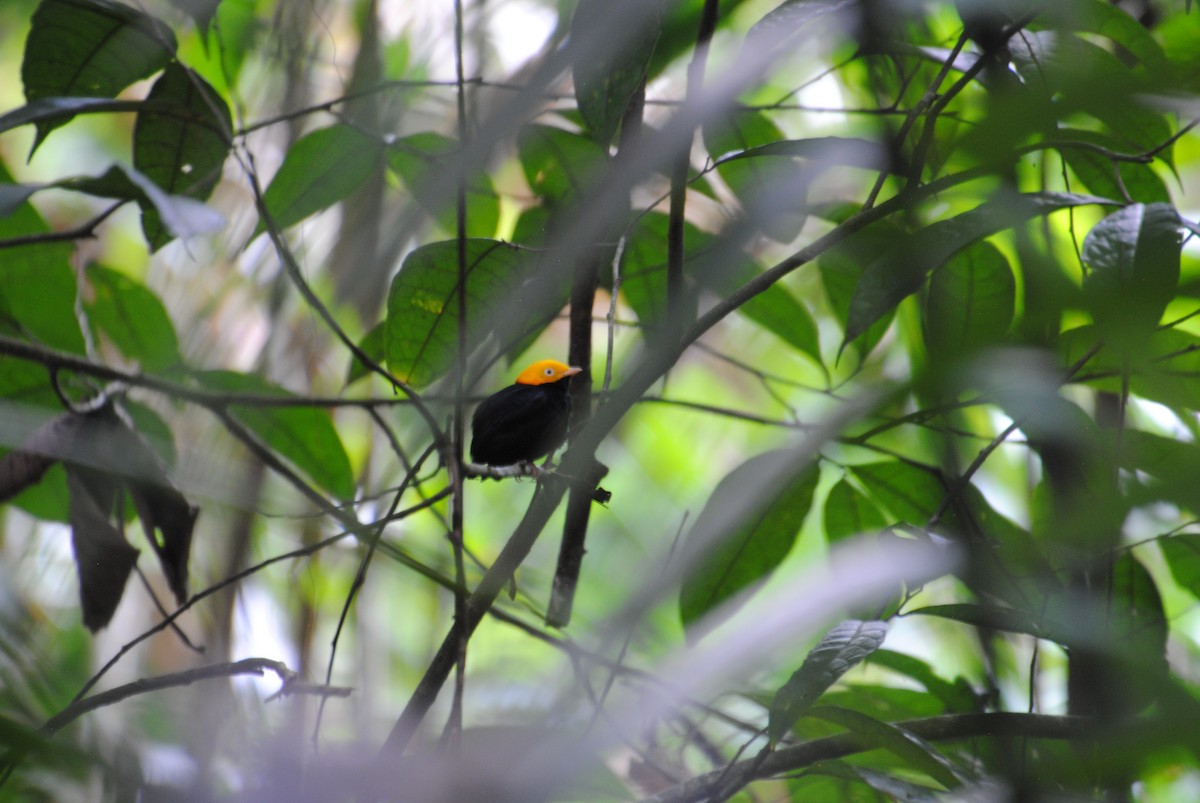Golden-headed Manakin - ML641538358