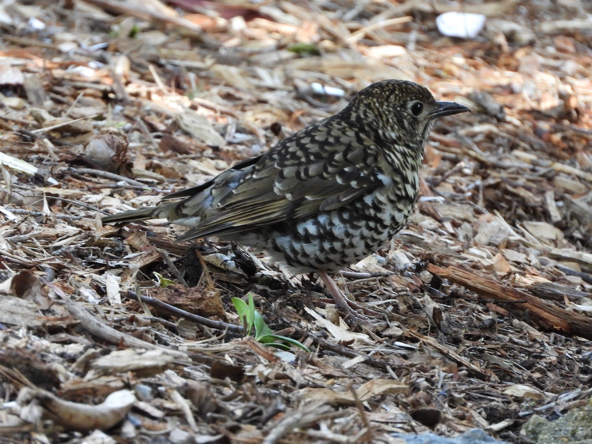 Bassian Thrush - ML641538366