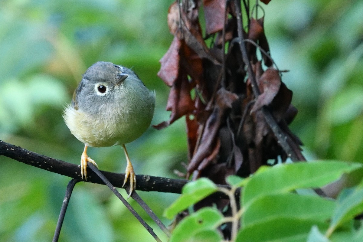 Morrison's Fulvetta - ML641538371
