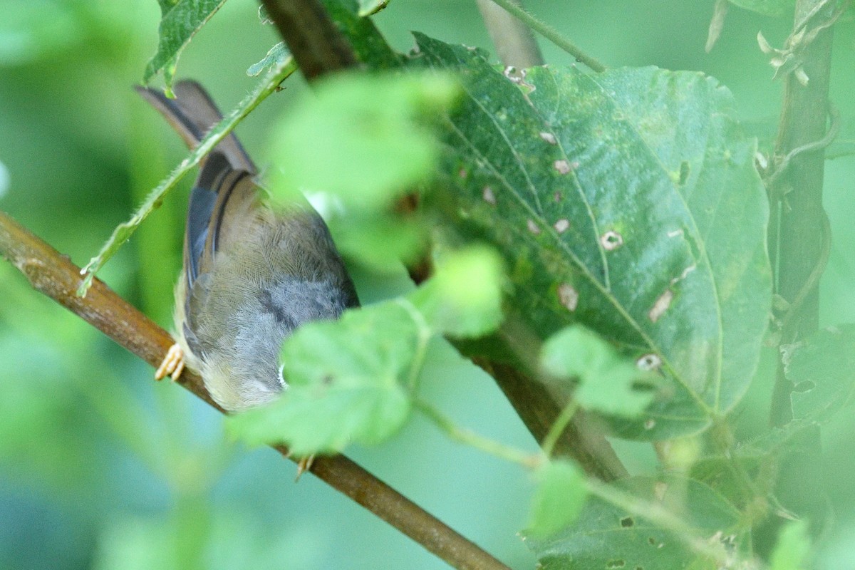 Morrison's Fulvetta - ML641538372
