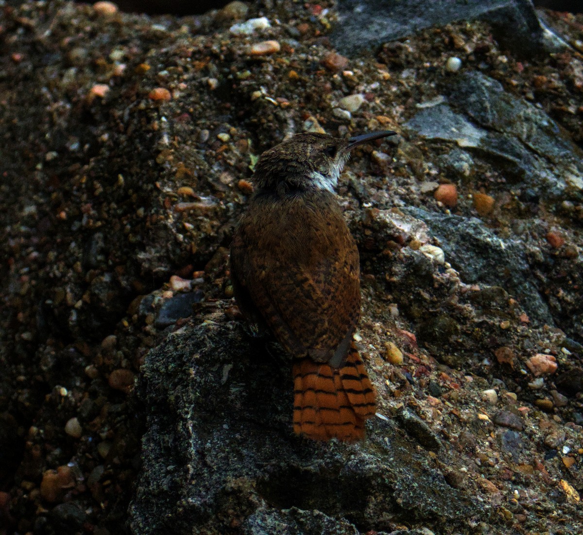 Canyon Wren - ML641538422