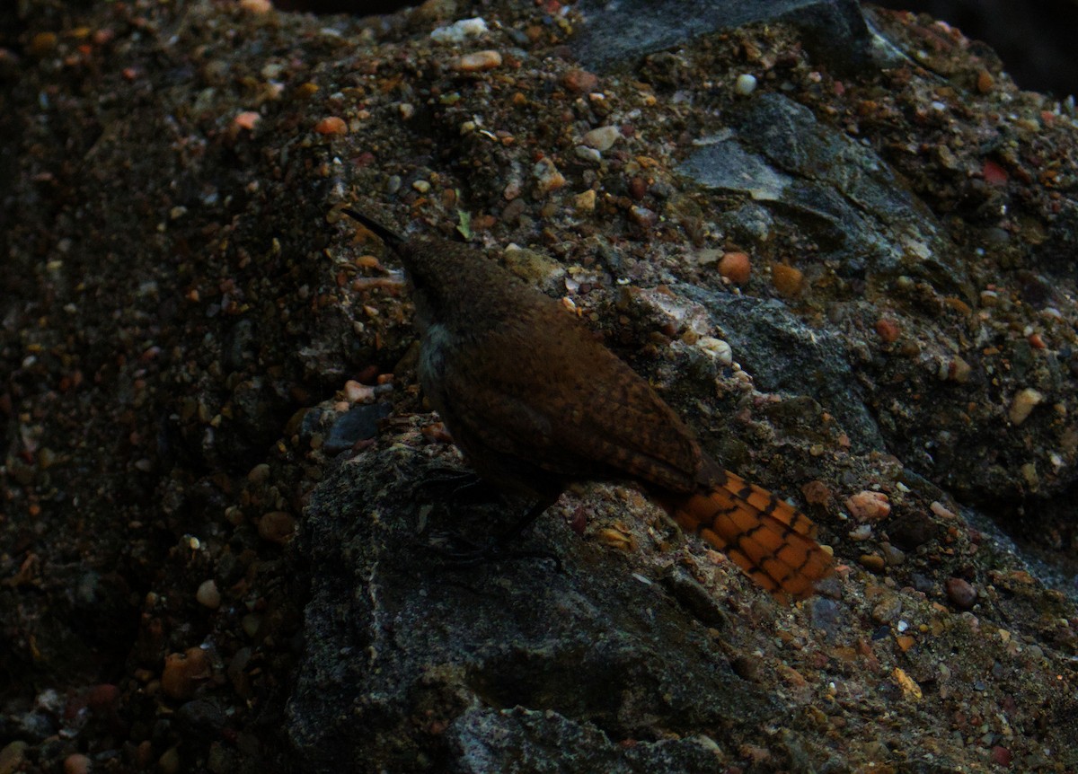 Canyon Wren - ML641538423