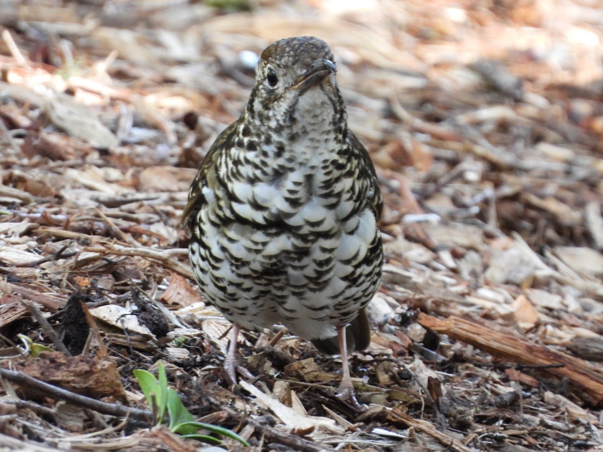 Bassian Thrush - ML641538425