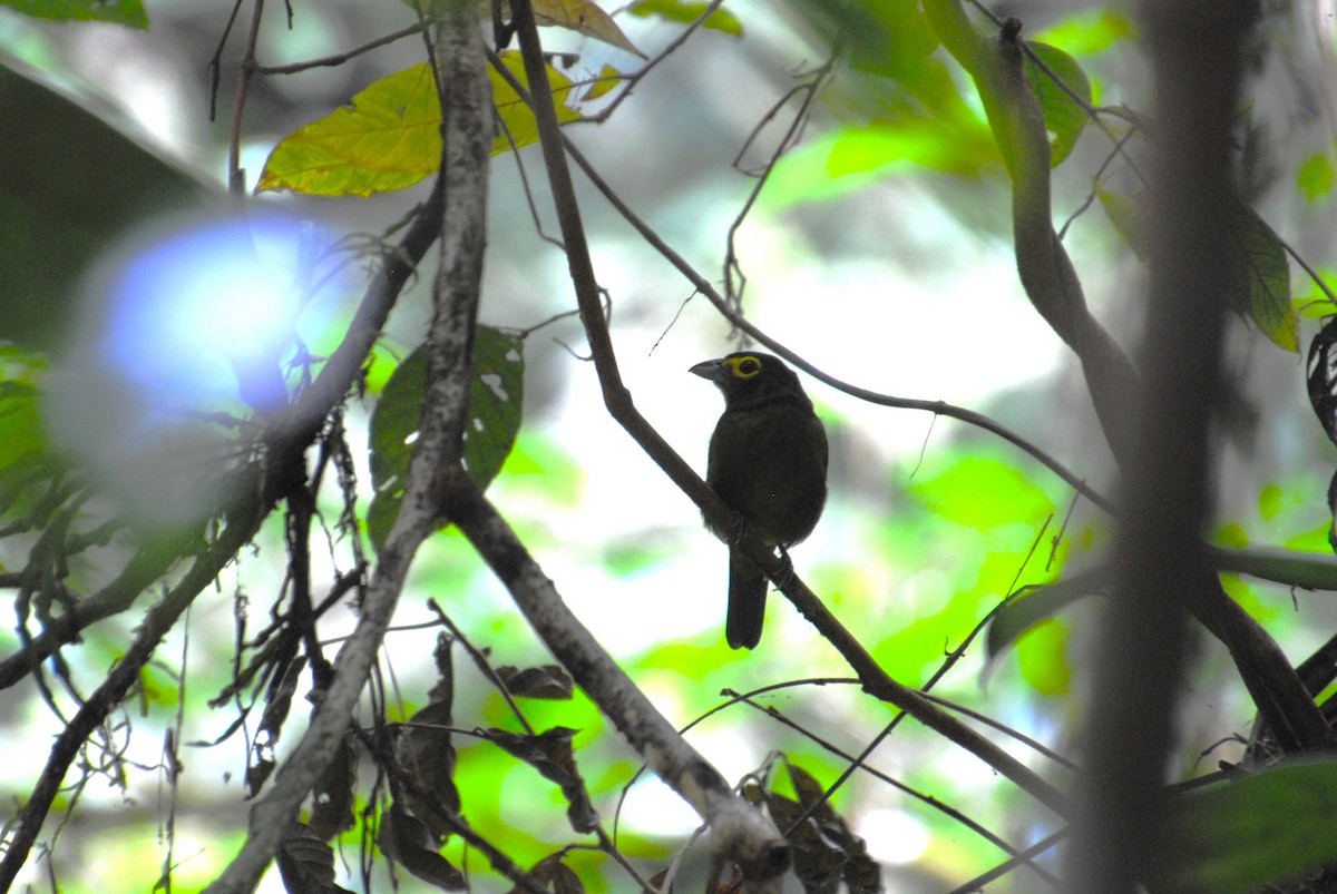 Lemon-spectacled Tanager - ML641538434