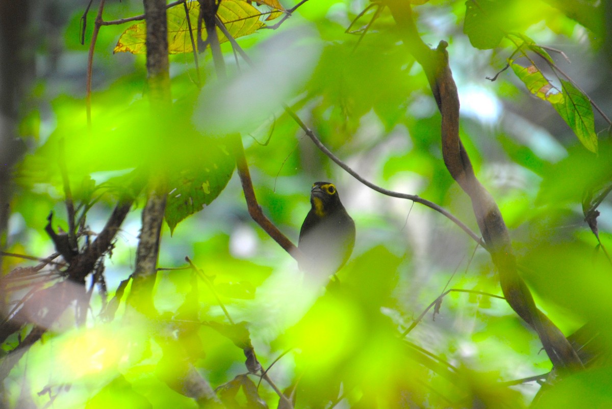 Lemon-spectacled Tanager - ML641538435