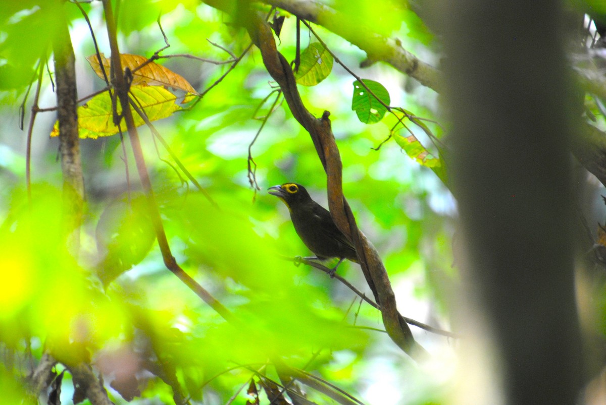 Lemon-spectacled Tanager - ML641538436