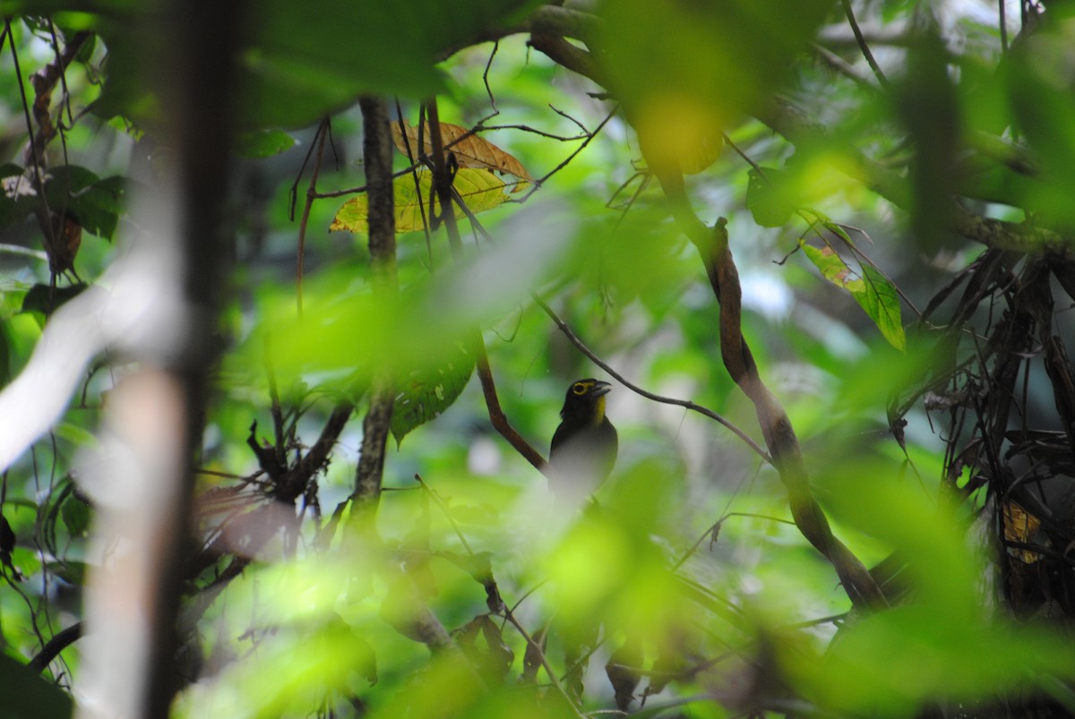 Lemon-spectacled Tanager - ML641538438