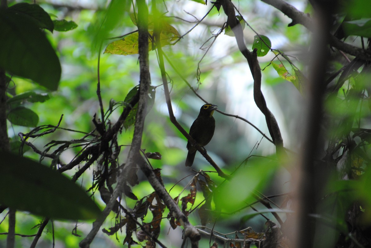Lemon-spectacled Tanager - ML641538439