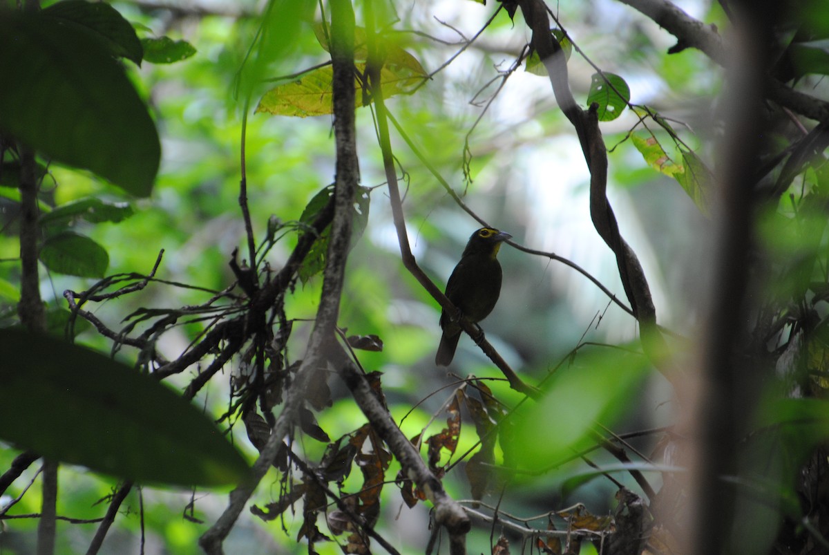 Lemon-spectacled Tanager - ML641538440