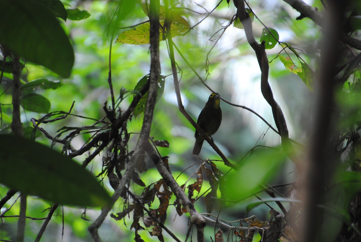 Lemon-spectacled Tanager - ML641538441