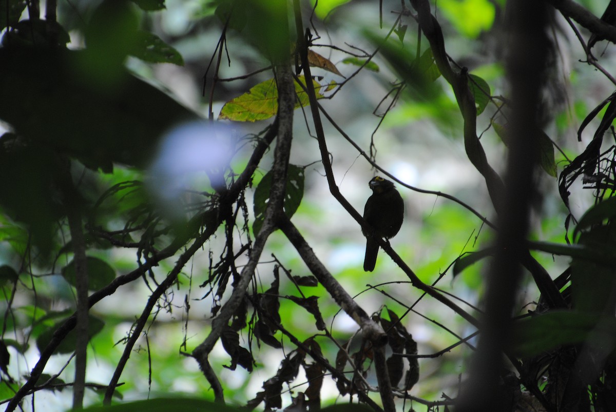 Lemon-spectacled Tanager - ML641538443