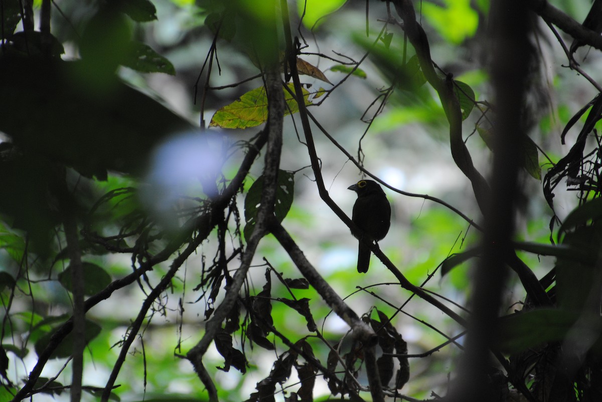Lemon-spectacled Tanager - ML641538444