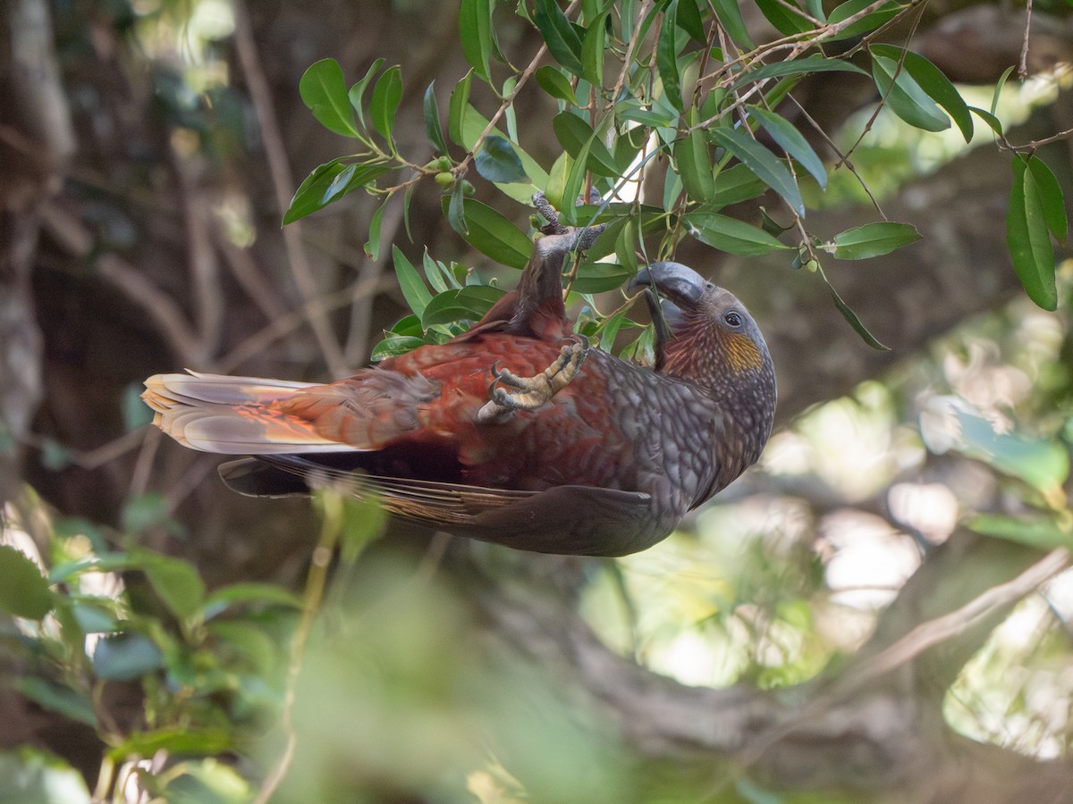kaka - ML641538462