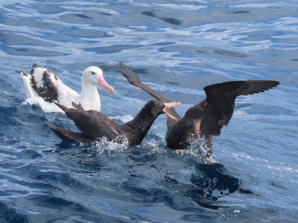 Northern Giant-Petrel - ML641538468