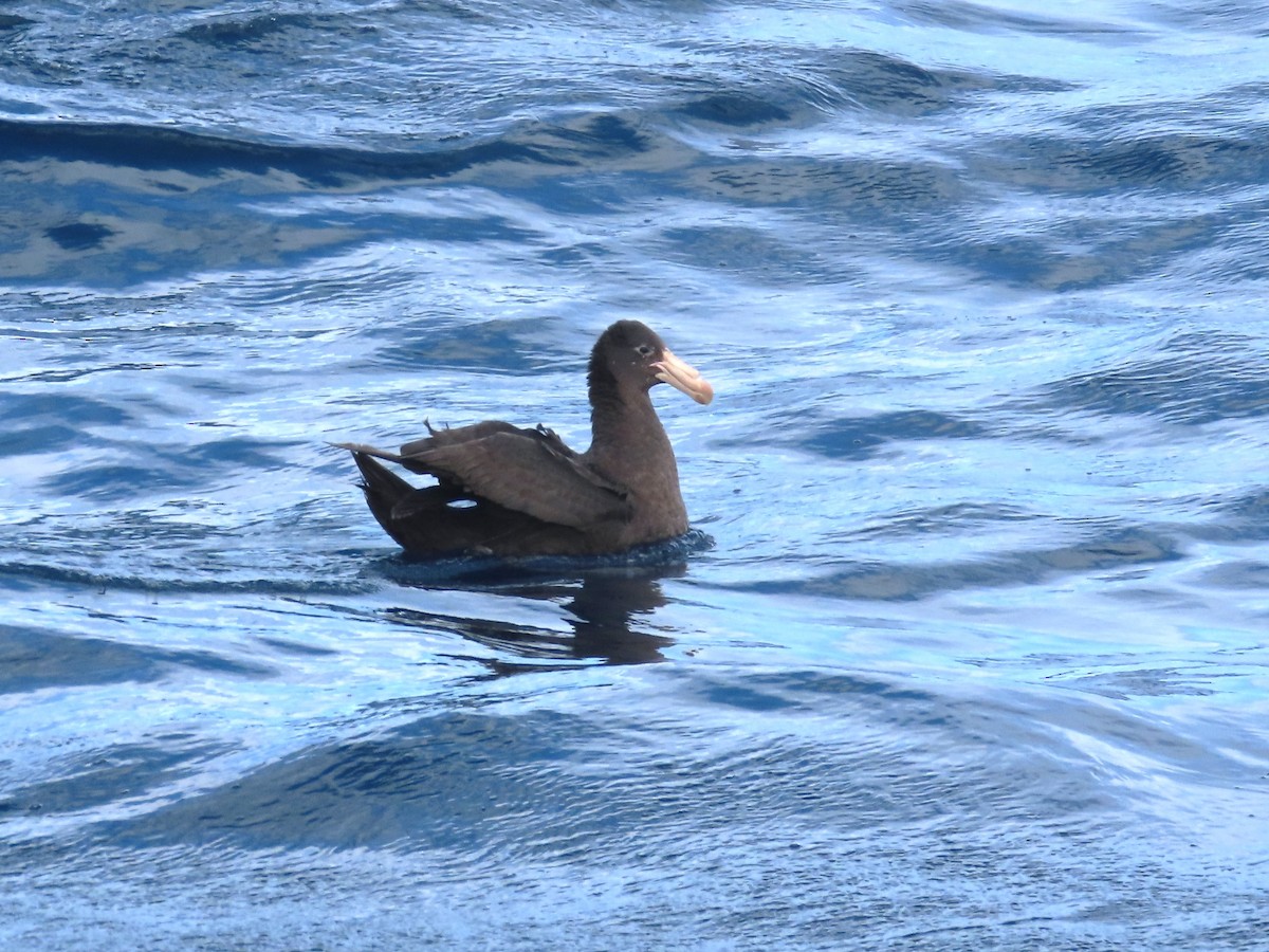 Northern Giant-Petrel - ML641538469