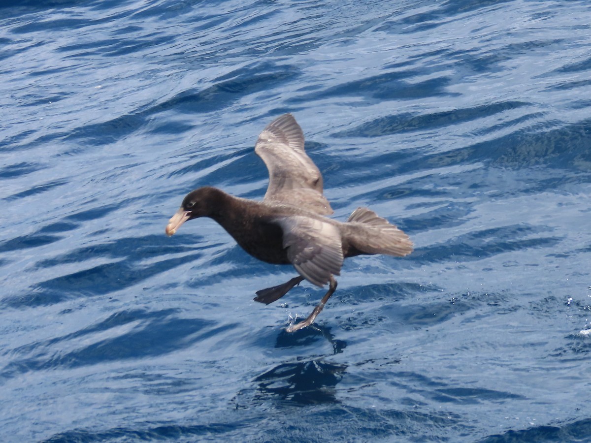 Northern Giant-Petrel - ML641538470