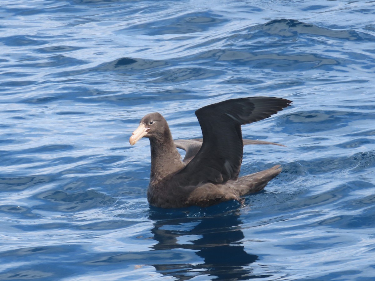 Northern Giant-Petrel - ML641538471