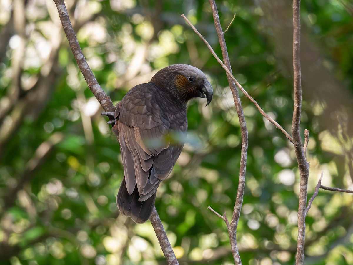 kaka - ML641538472
