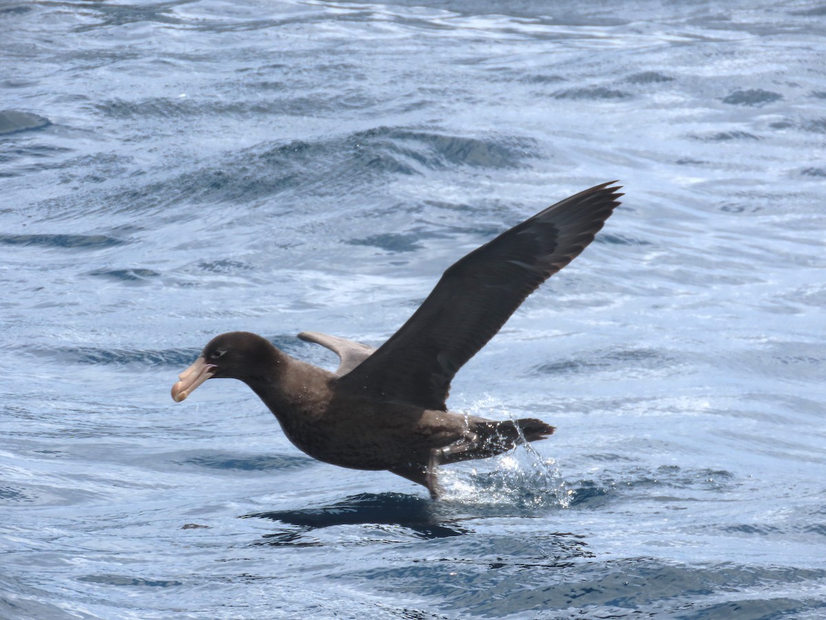 Northern Giant-Petrel - ML641538473
