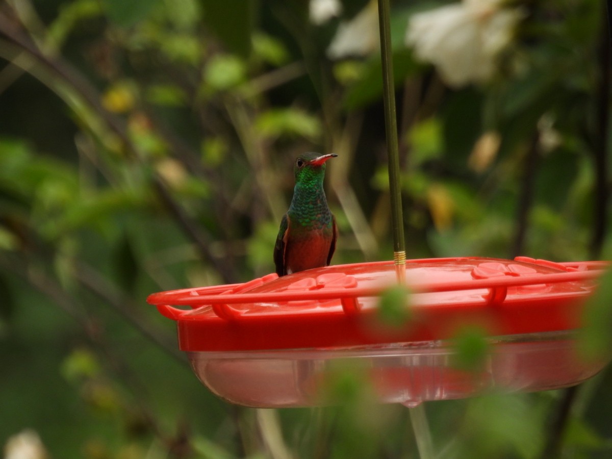 Buff-bellied Hummingbird - ML641538483