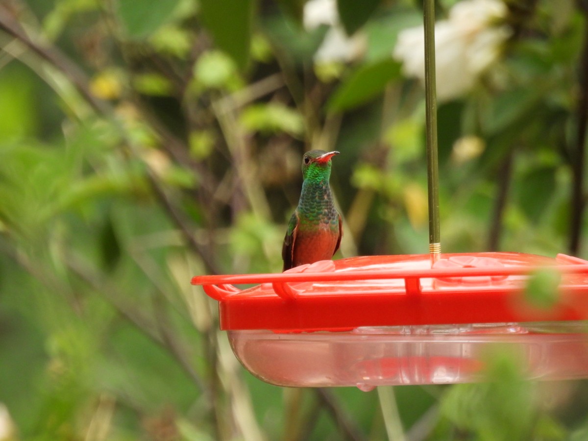 Buff-bellied Hummingbird - ML641538484