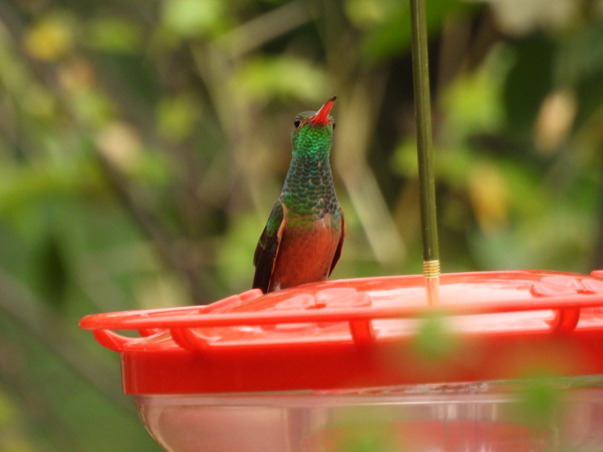 Buff-bellied Hummingbird - ML641538485