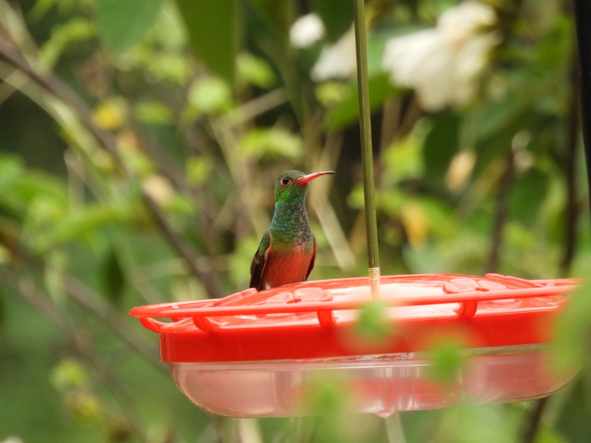 Buff-bellied Hummingbird - ML641538486