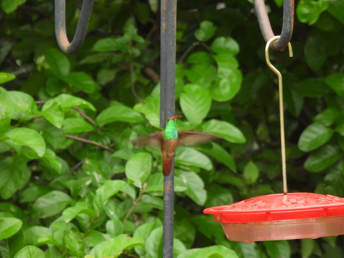 Buff-bellied Hummingbird - ML641538487