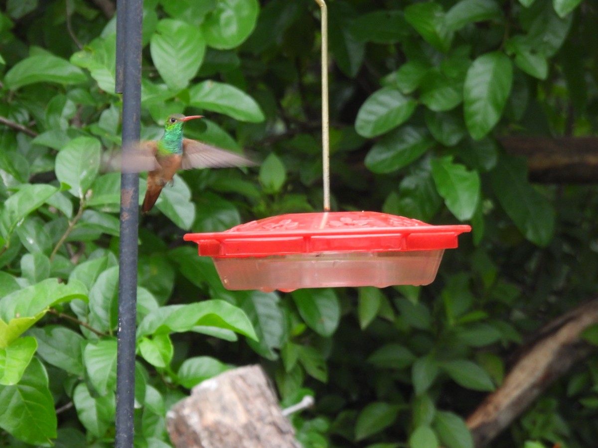 Buff-bellied Hummingbird - ML641538488