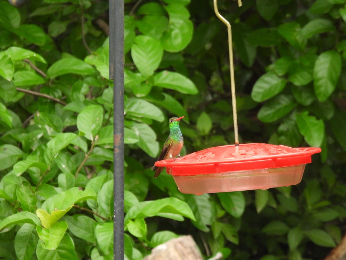 Buff-bellied Hummingbird - ML641538489