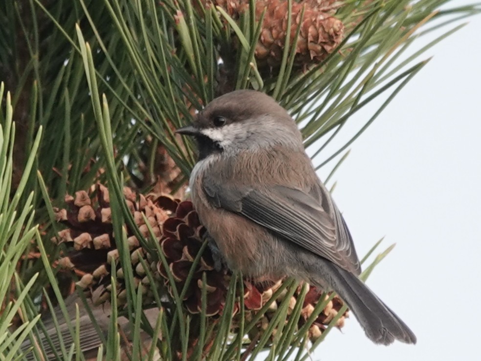 Boreal Chickadee - ML641538498