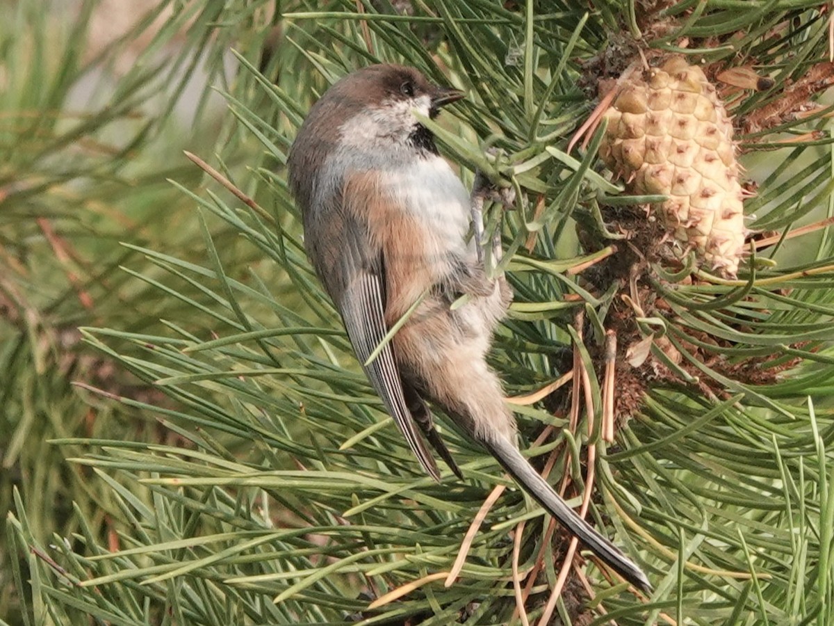 Boreal Chickadee - ML641538499