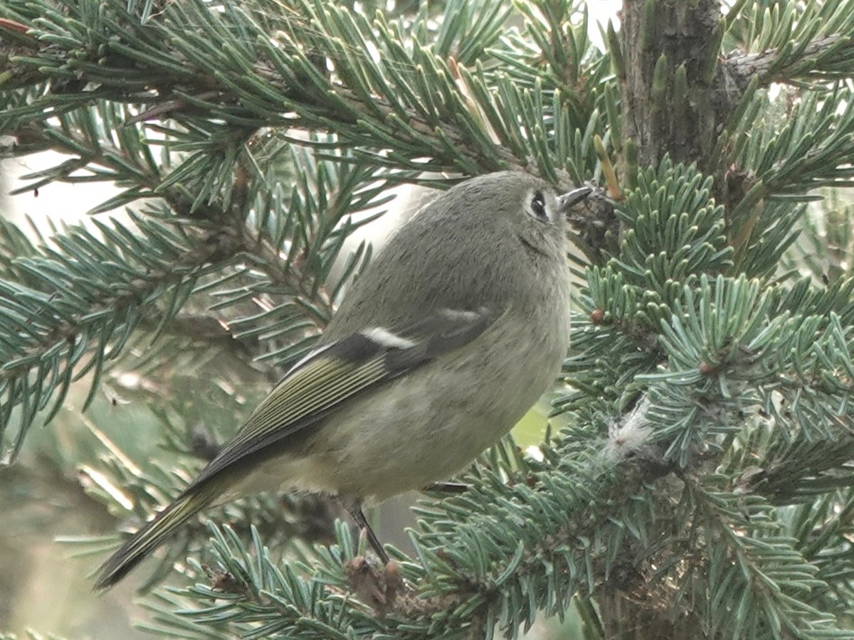 Ruby-crowned Kinglet - ML641538505