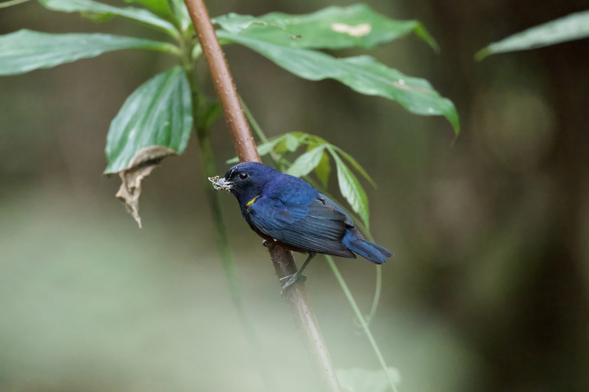 Chestnut-bellied Euphonia - ML641538508