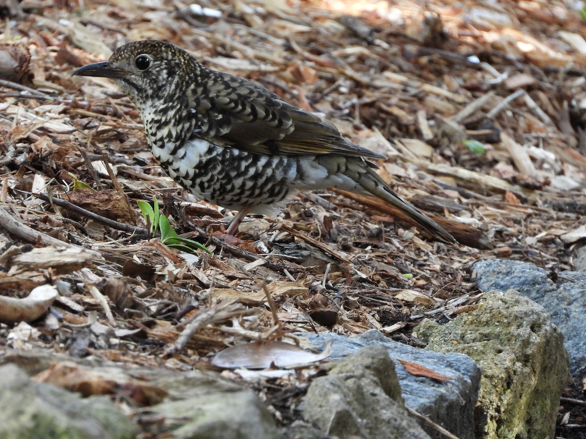 Bassian Thrush - ML641538525
