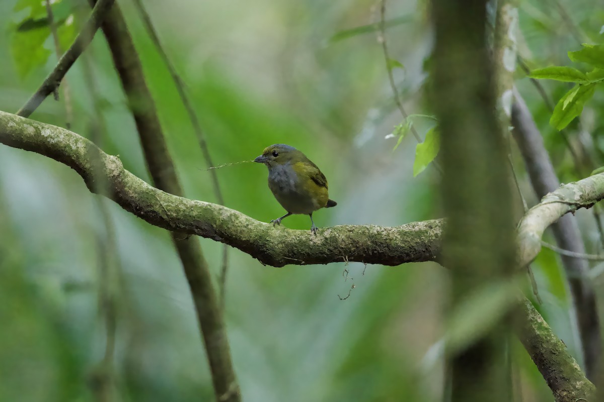 Chestnut-bellied Euphonia - ML641538526