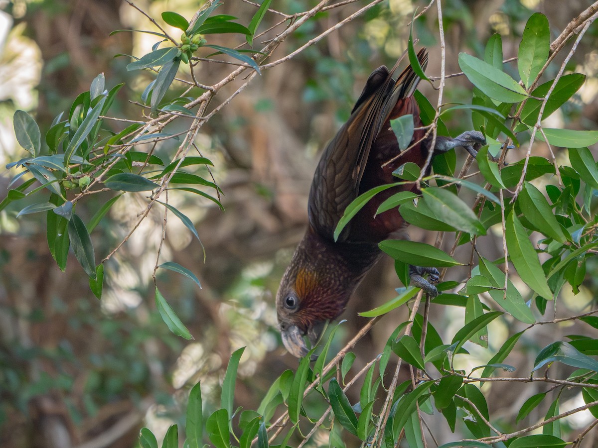 kaka - ML641538534