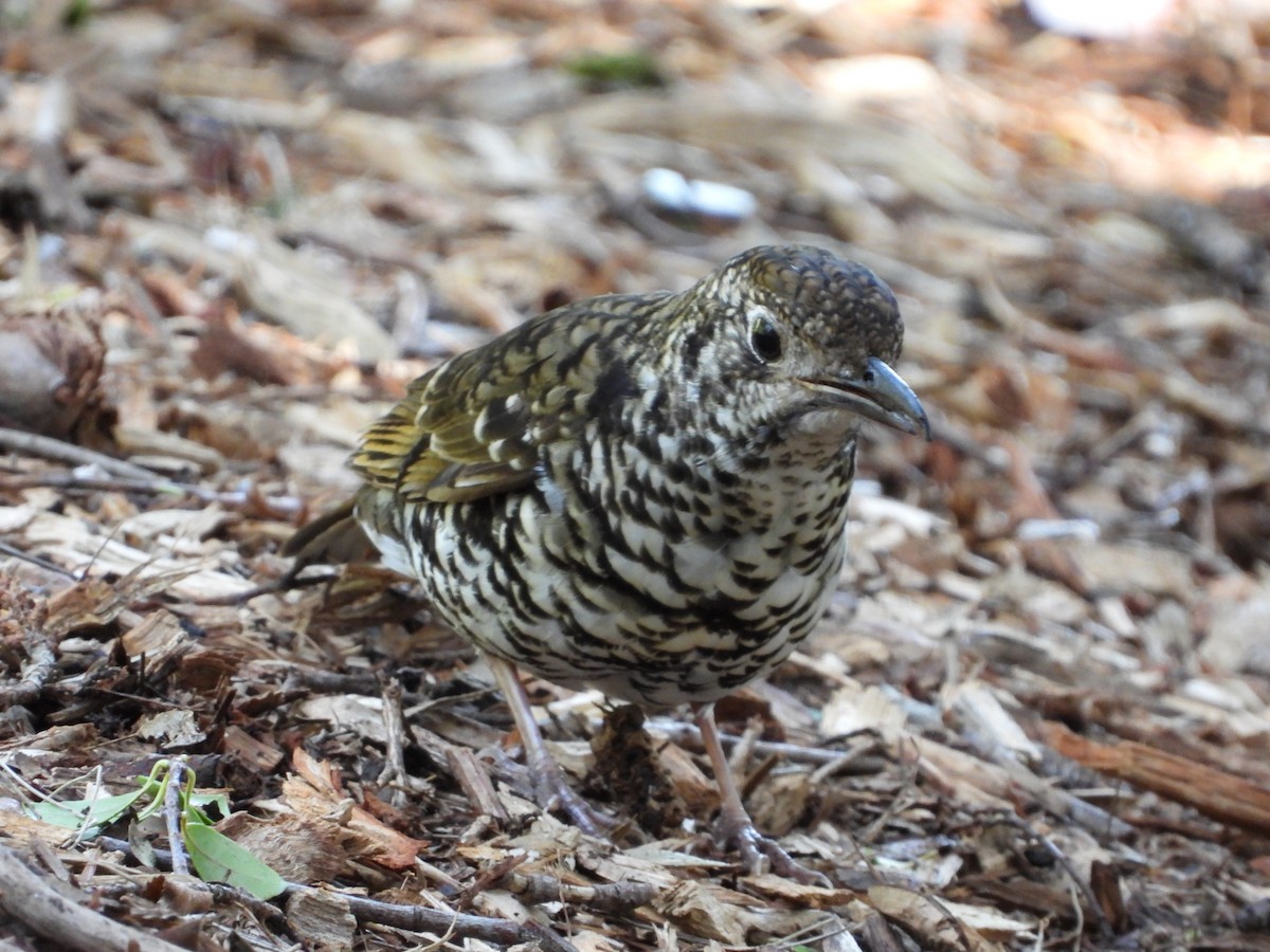 Bassian Thrush - ML641538560