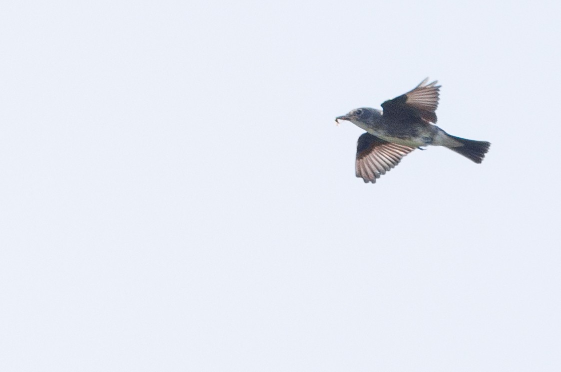 Olive-sided Flycatcher - ML641538571