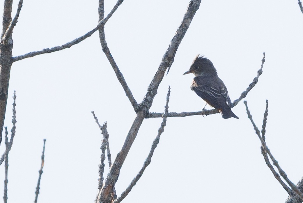 Olive-sided Flycatcher - ML641538573